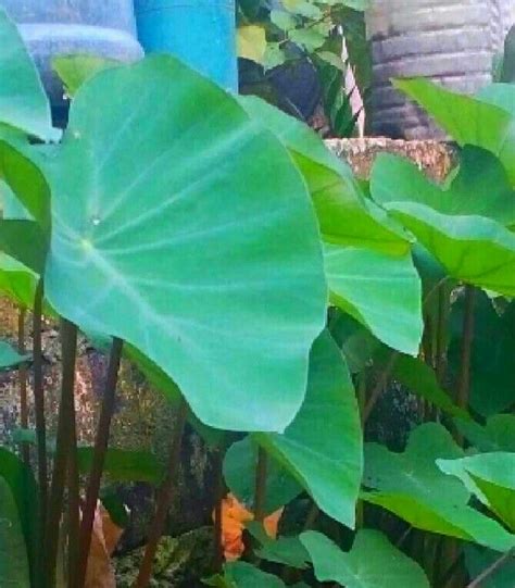 gabi benefits tagalog|Health Benefits of Dahon ng Gabi .